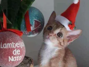 Gato raça Srd idade 2 a 6 meses nome Churros