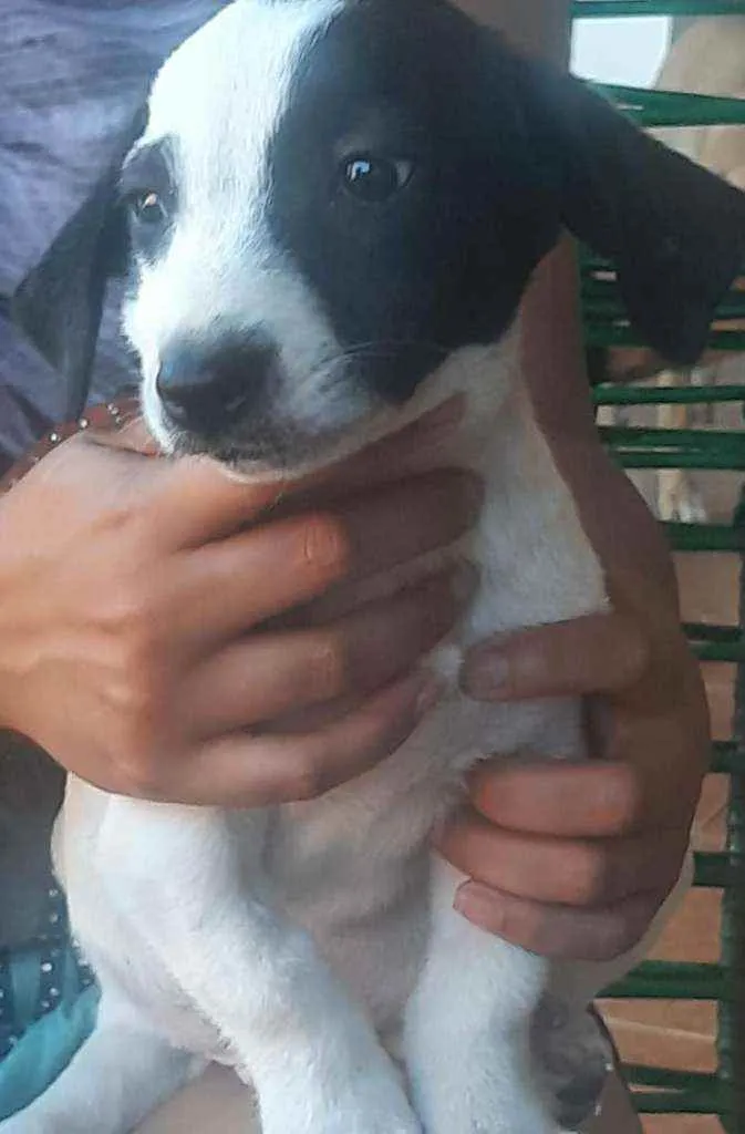 Cachorro raça  idade 2 a 6 meses nome Chaveirinho