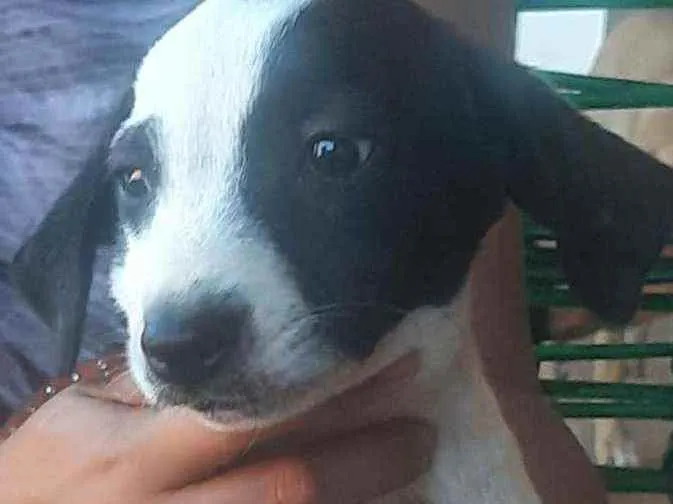 Cachorro raça  idade 2 a 6 meses nome Chaveirinho
