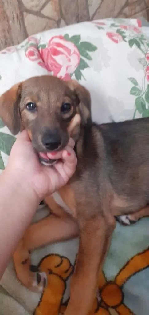 Cachorro ra a SRD-ViraLata idade 2 a 6 meses nome Rayla