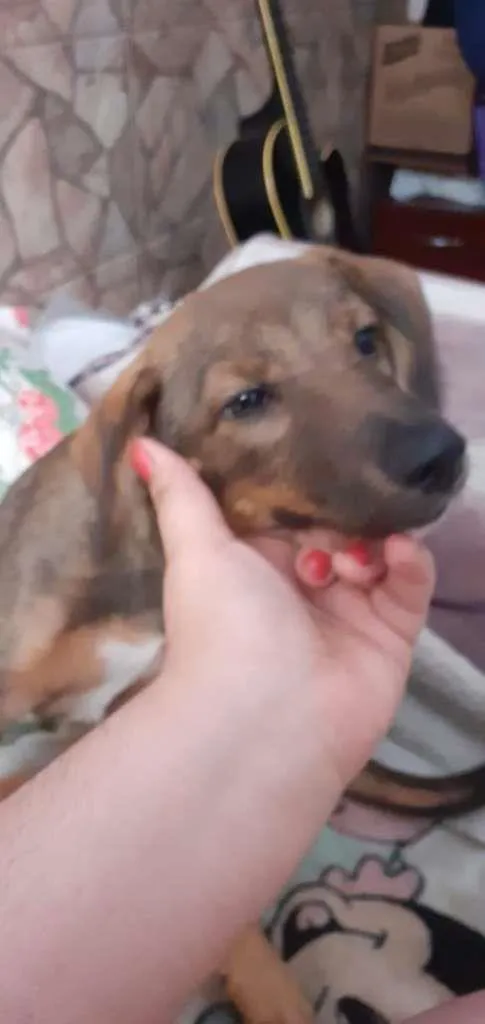 Cachorro ra a SRD-ViraLata idade 2 a 6 meses nome Rayla