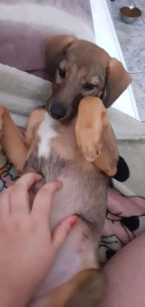 Cachorro ra a SRD-ViraLata idade 2 a 6 meses nome Rayla