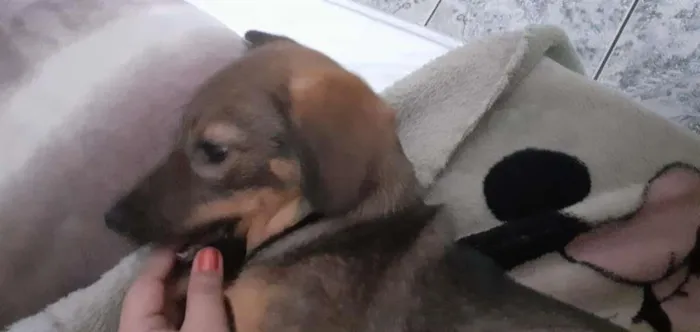 Cachorro ra a SRD-ViraLata idade 2 a 6 meses nome Rayla