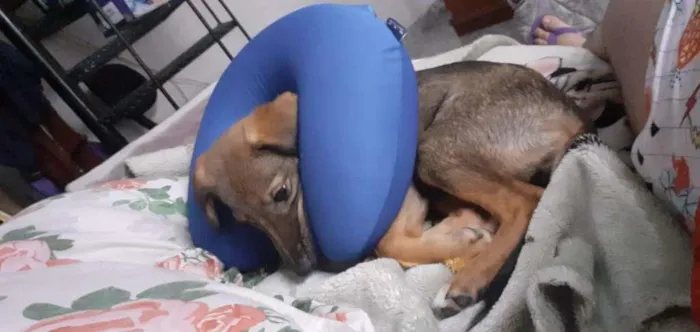 Cachorro ra a SRD-ViraLata idade 2 a 6 meses nome Rayla