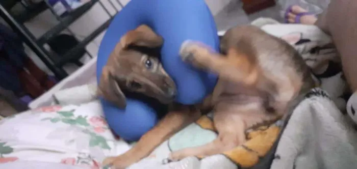 Cachorro ra a SRD-ViraLata idade 2 a 6 meses nome Rayla