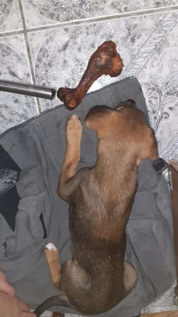 Cachorro ra a SRD-ViraLata idade 2 a 6 meses nome Rayla