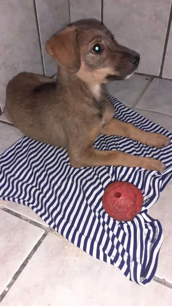 Cachorro ra a SRD-ViraLata idade 2 a 6 meses nome Rayla