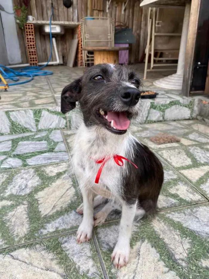 Cachorro ra a Vira-lata idade 2 anos nome Margô