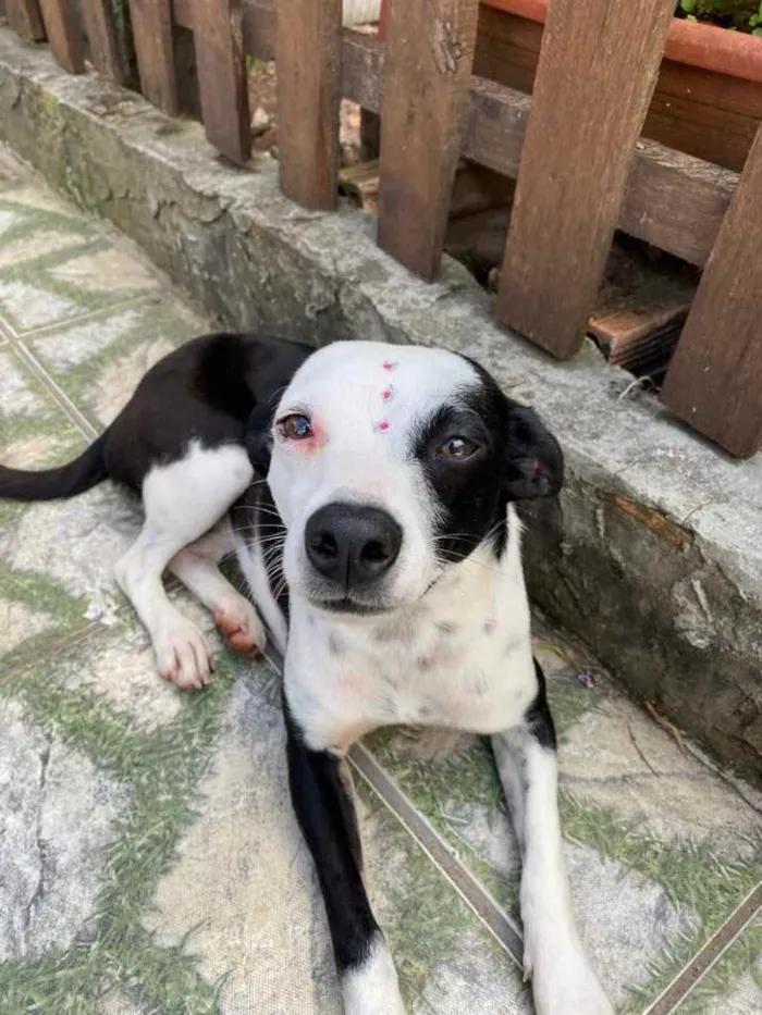 Cachorro ra a Vira-lata idade 2 anos nome Frida