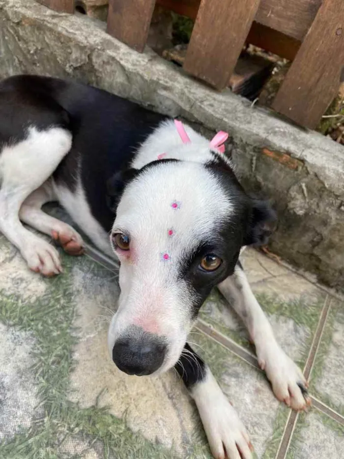 Cachorro ra a Vira-lata idade 2 anos nome Frida