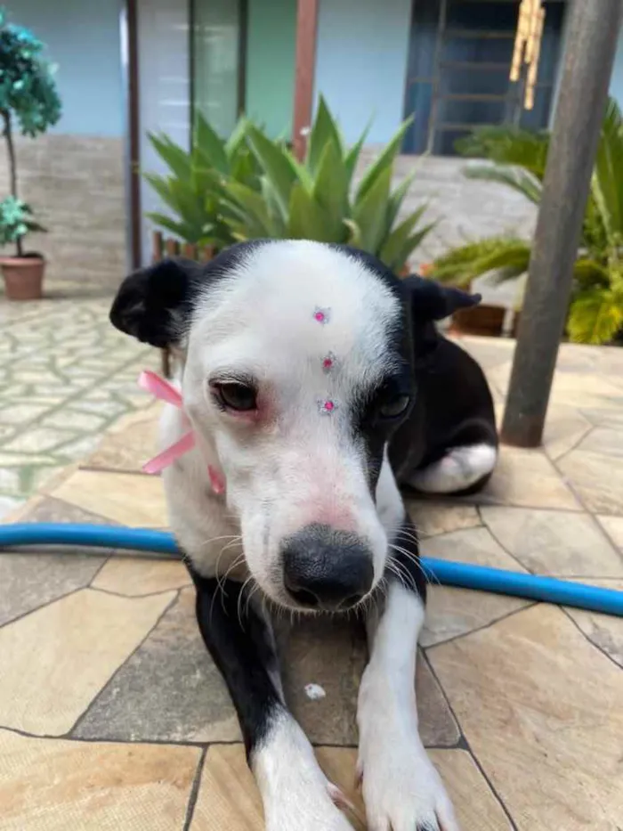 Cachorro ra a Vira-lata idade 2 anos nome Frida