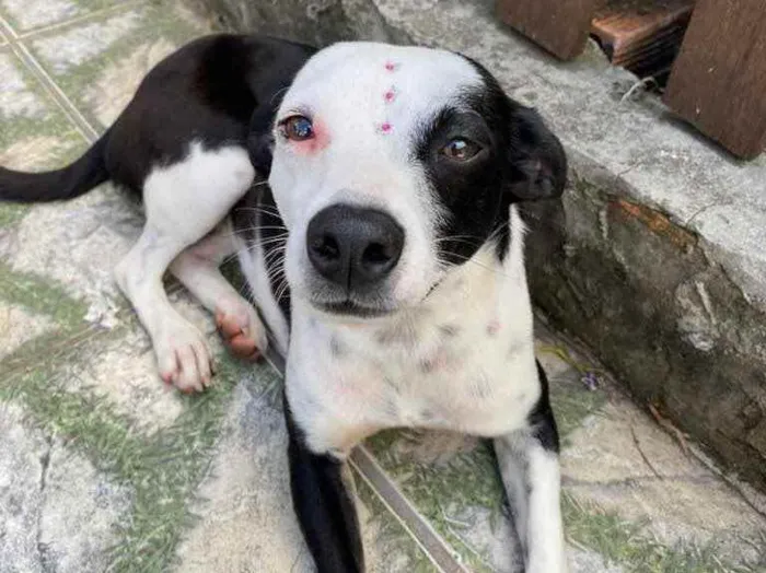 Cachorro ra a Vira-lata idade 2 anos nome Frida