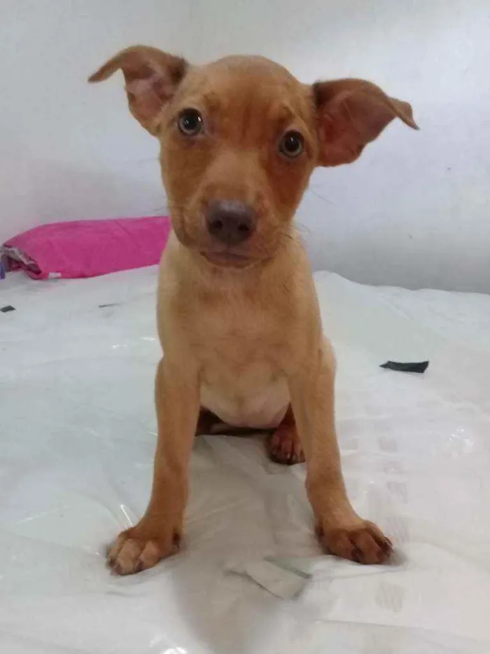 Cachorro ra a Vira - lata idade 2 a 6 meses nome Mel