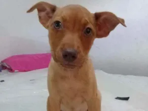 Cachorro raça Vira - lata idade 2 a 6 meses nome Mel