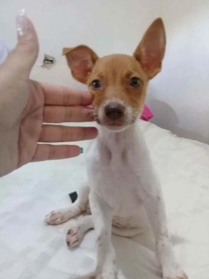Cachorro ra a Vira - lata  idade 2 a 6 meses nome Fofa