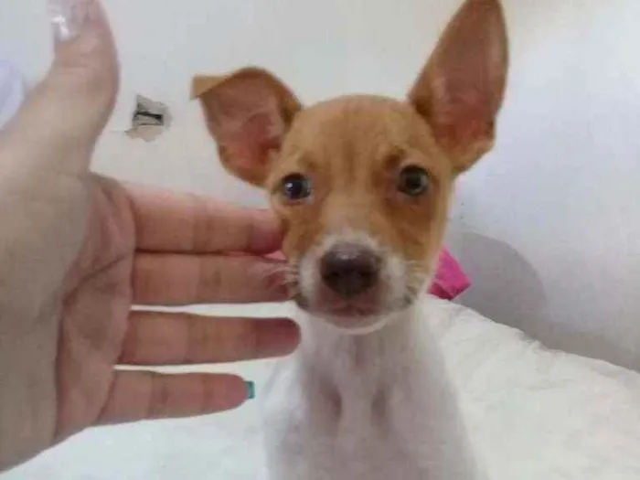 Cachorro ra a Vira - lata  idade 2 a 6 meses nome Fofa