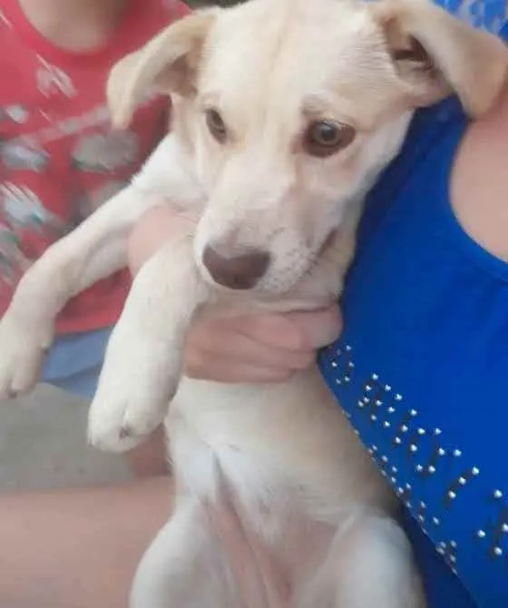 Cachorro raça SRD idade 2 a 6 meses nome Aurora