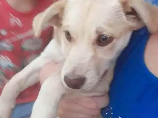 Cachorro raça SRD idade 2 a 6 meses nome Aurora