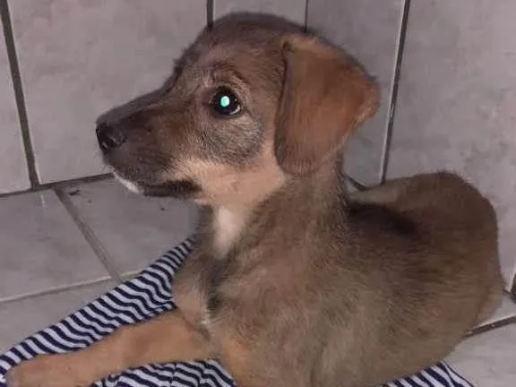 Cachorro ra a SRD-ViraLata idade 2 a 6 meses nome Rayla