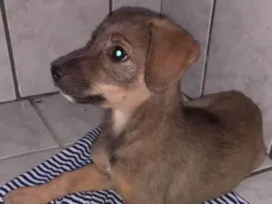 Cachorro raça SRD-ViraLata idade 2 a 6 meses nome Rayla