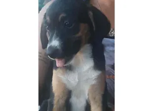 Cachorro raça  idade 2 a 6 meses nome Pretinha
