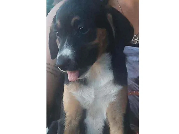 Cachorro raça  idade 2 a 6 meses nome Pretinha