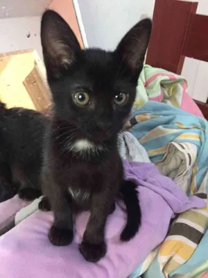 Gato raça . idade 2 a 6 meses nome .