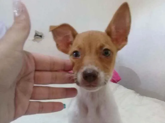 Cachorro ra a Vira - lata  idade 2 a 6 meses nome Fofa