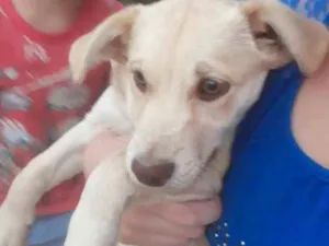 Cachorro raça SRD idade 2 a 6 meses nome Aurora