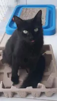 Pretinha