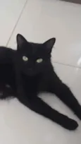 Pretinha