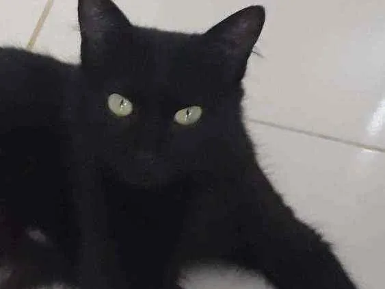 Gato ra a SRD idade 1 ano nome Pretinha