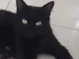Pretinha
