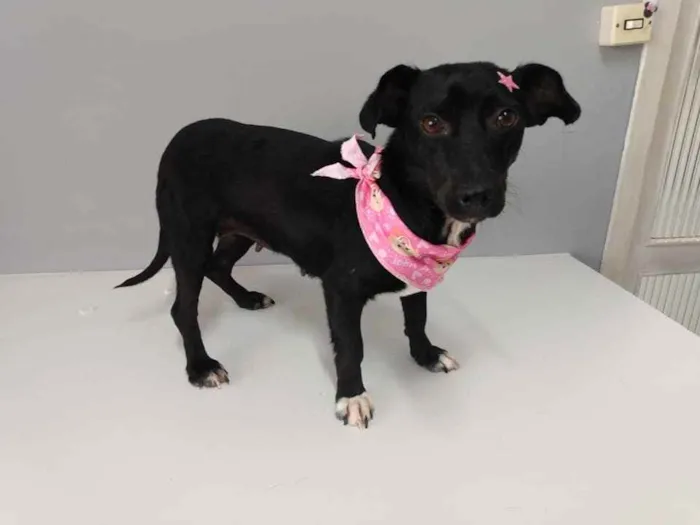 Cachorro raça SRD idade 2 anos nome Lucy