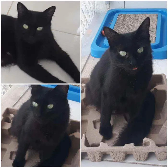 Gato ra a SRD idade 1 ano nome Pretinha