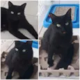 Pretinha