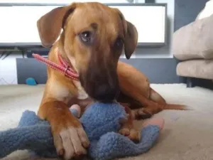 Cachorro raça  idade 7 a 11 meses nome Pingo