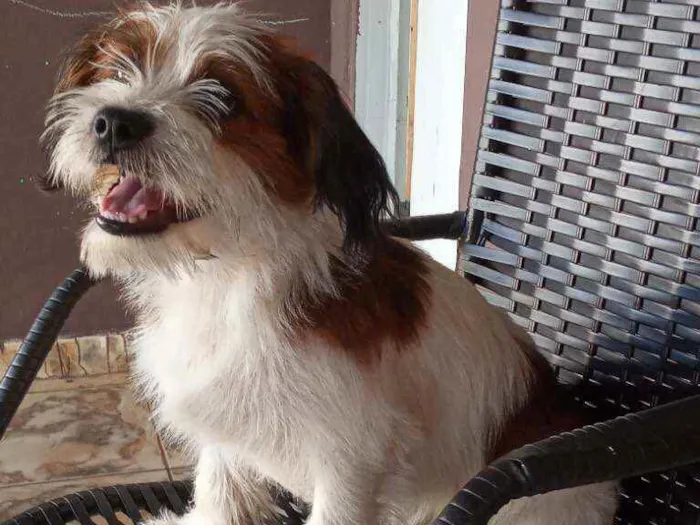 Cachorro ra a  chitsu idade 2 a 6 meses nome Mutley