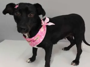 Cachorro raça SRD idade 2 anos nome Lucy