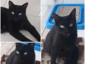 Gato raça SRD idade 1 ano nome Pretinha