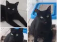 Pretinha