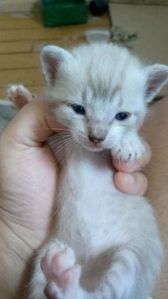 Gato ra a Vira-lata idade 2 a 6 meses nome Filhotes