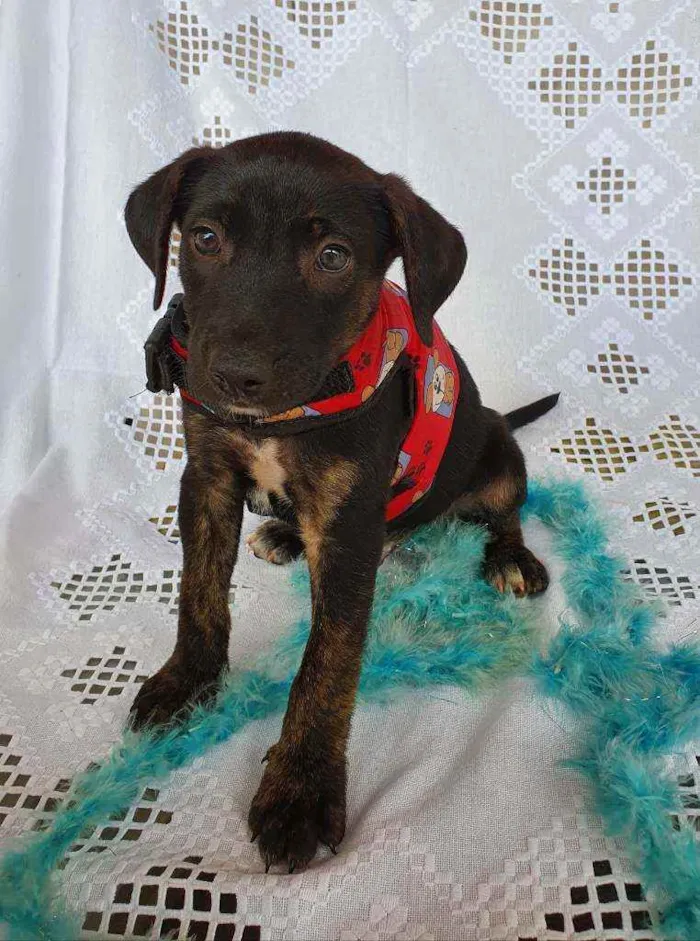 Cachorro ra a SRD idade Abaixo de 2 meses nome LUKE