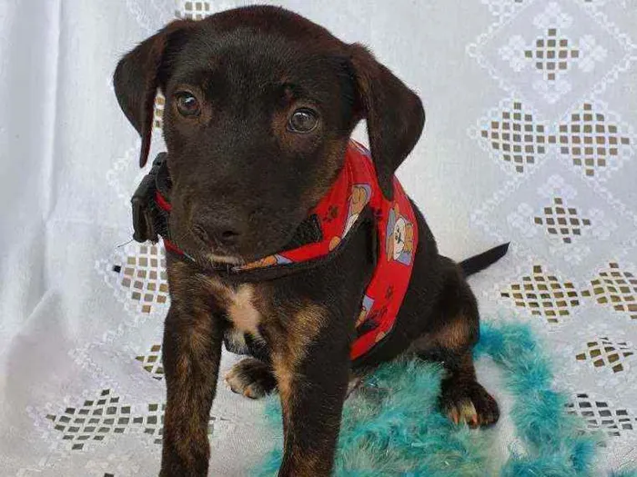 Cachorro ra a SRD idade Abaixo de 2 meses nome LUKE