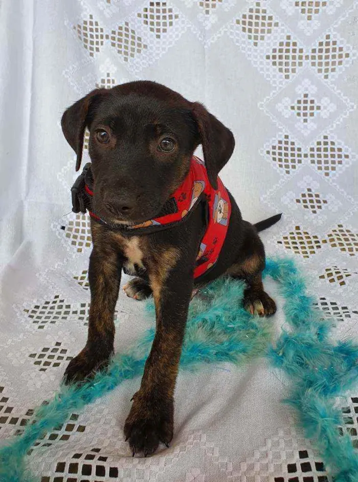 Cachorro ra a SRD idade Abaixo de 2 meses nome LUKE