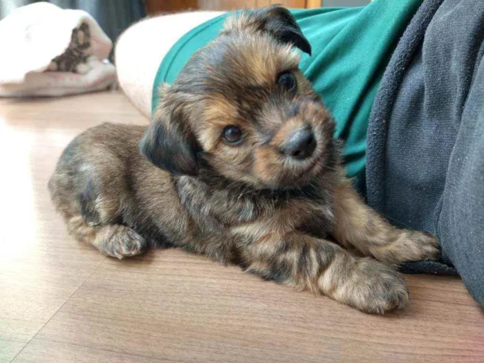 Cachorro ra a Lhasa  idade 7 a 11 meses nome Buddy