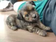 Buddy