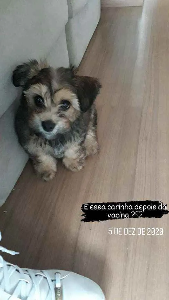 Cachorro ra a Lhasa  idade 7 a 11 meses nome Buddy