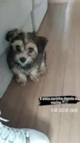 Buddy