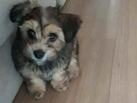 Cachorro ra a Lhasa  idade 7 a 11 meses nome Buddy